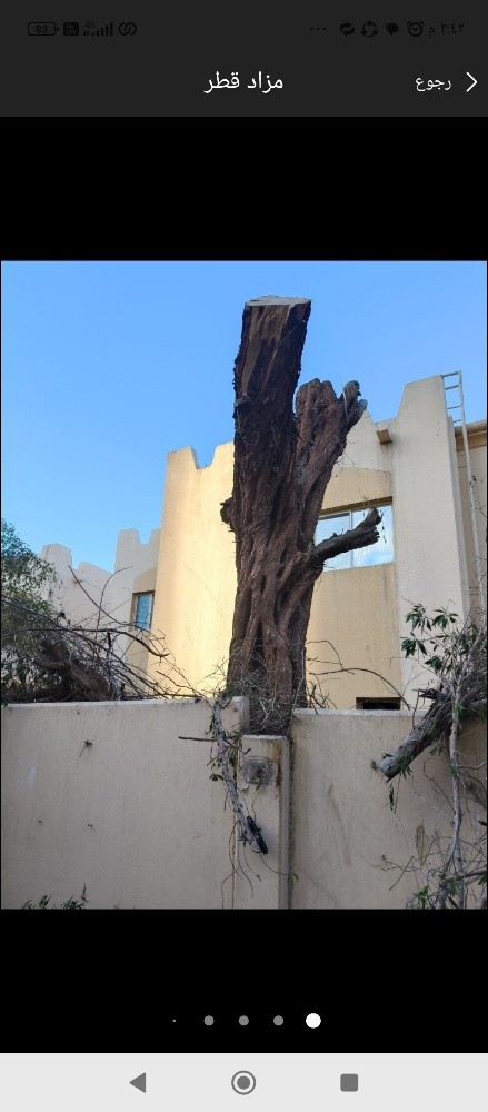 مقطع اشجار - 1