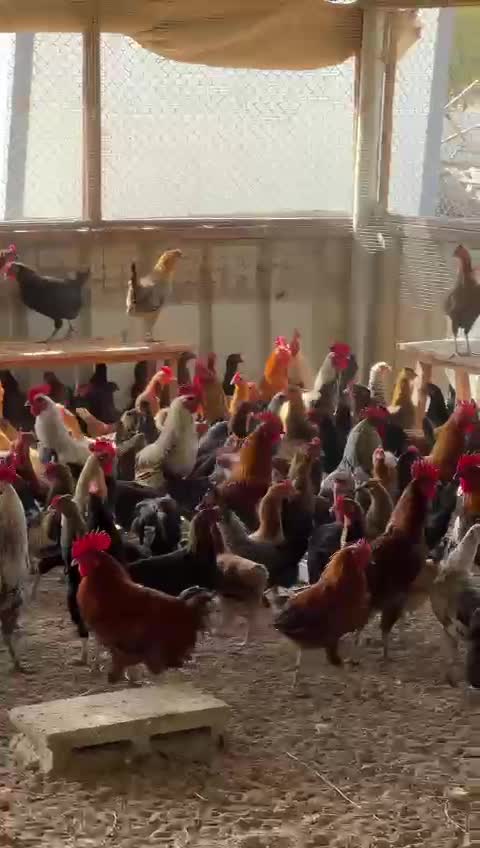 دجاج - 1