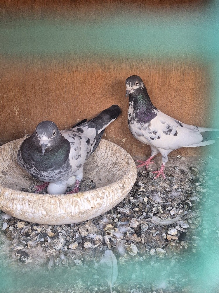 Pakistan pigeon - 3