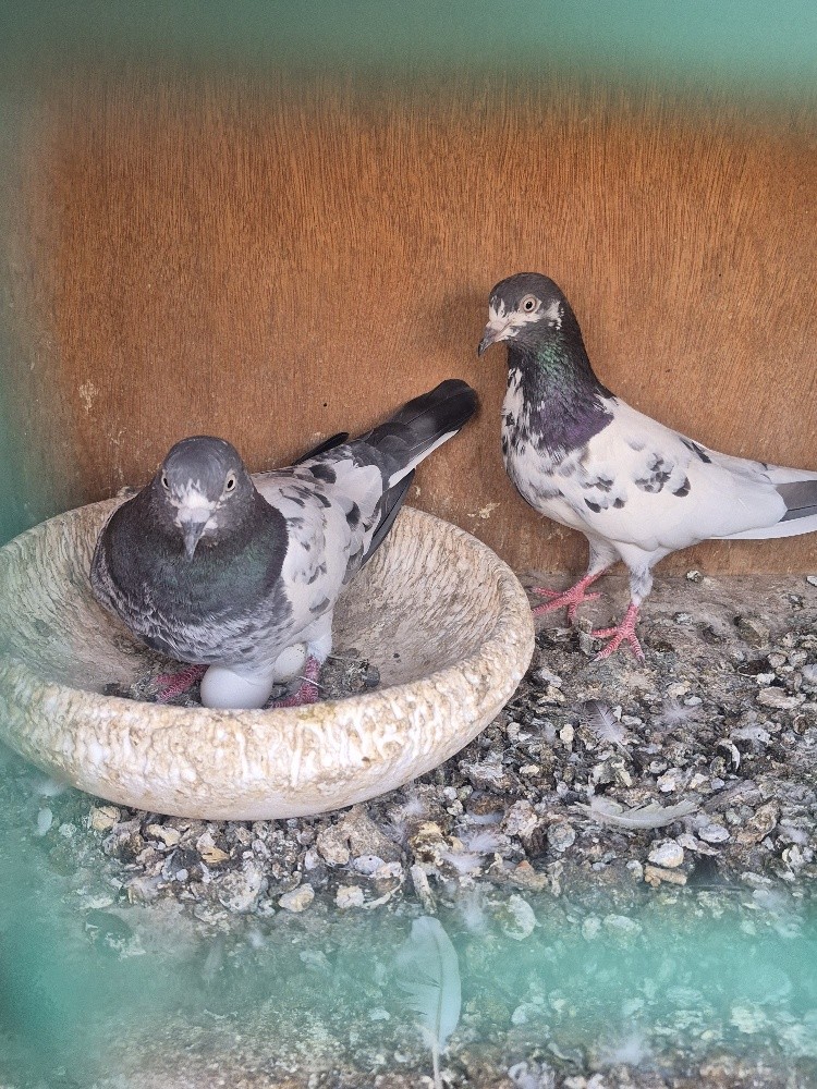 Pakistan pigeon - 2