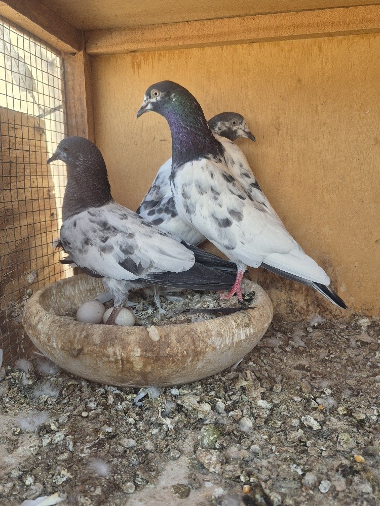 Pakistan pigeon - 1