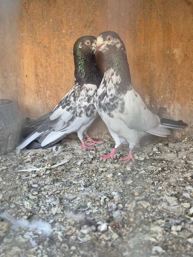 Pakistan pigeon - 4