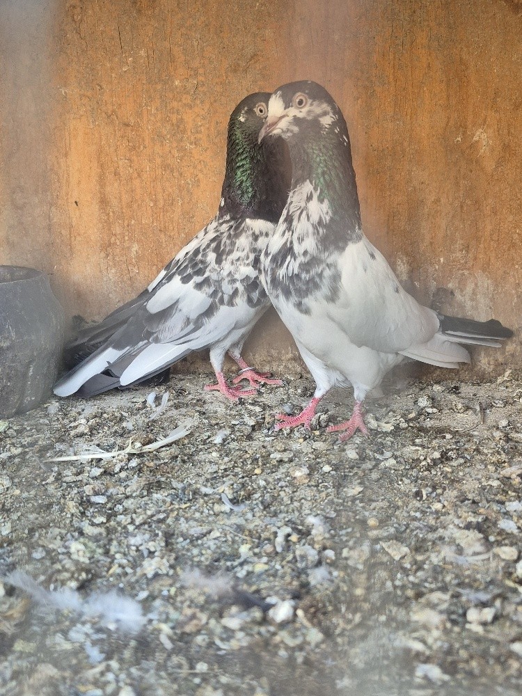 Pakistan pigeon - 5