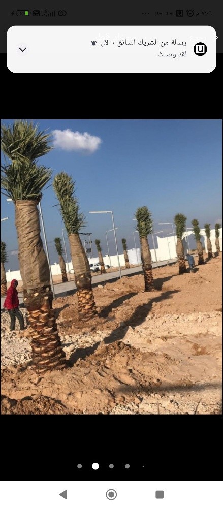 نخيل - 1