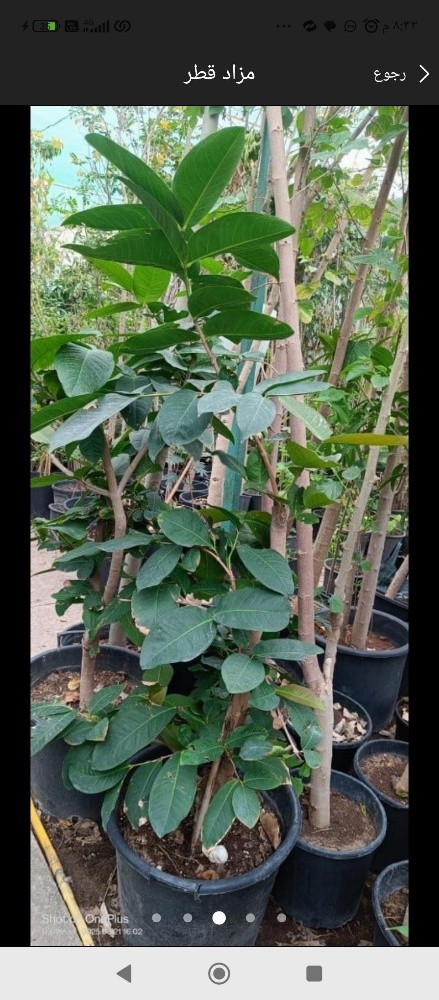 زراعه جميع الاشجار المثمره - 3