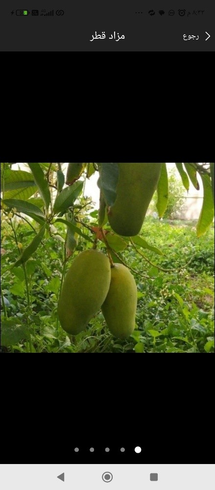 زراعه جميع الاشجار المثمره - 1