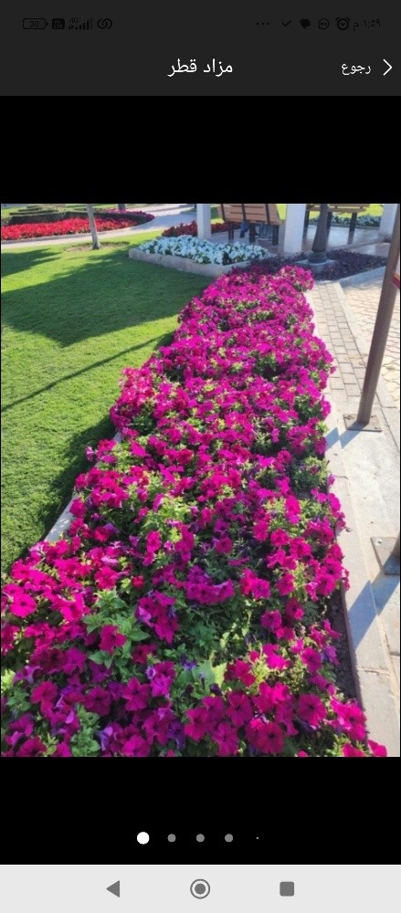زراعه الورود المستديمه - 3