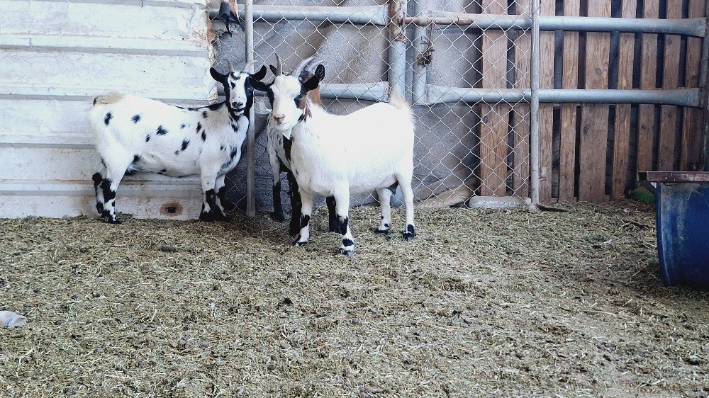 مطلوب معز قزم - 2