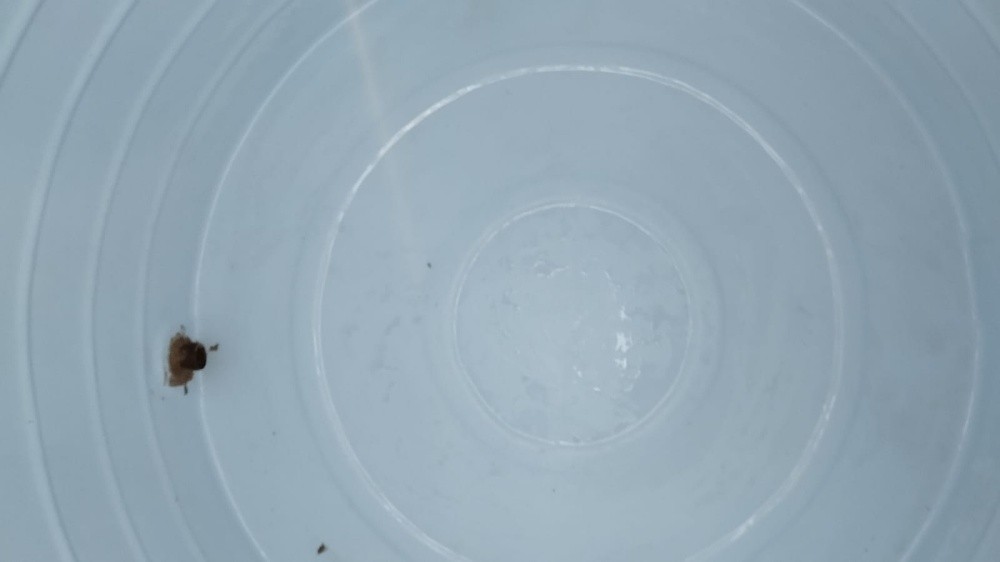 تنظيف وغسيل وتطهير تانك المياه - 3