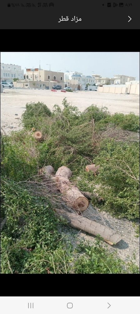 تقطيع الأشجار بالمنشار - 1