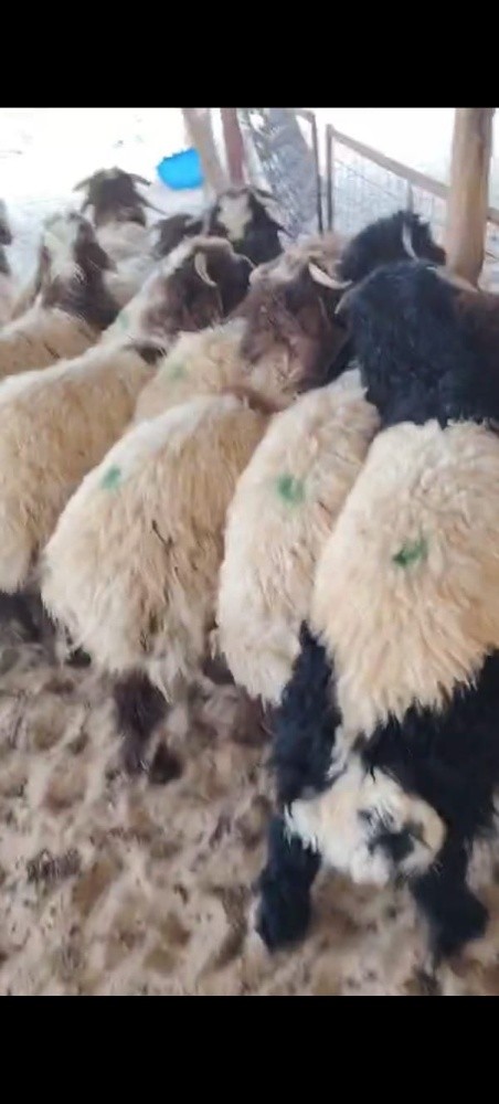 هرافي ذبائح طيبه سمان للبيع خرفان - 1