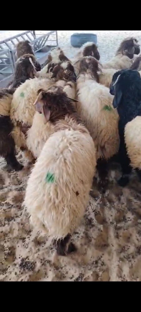 هرافي ذبائح طيبه سمان للبيع خرفان - 5