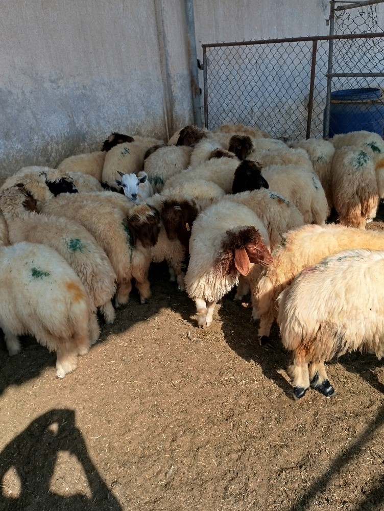 هرافي ذبائح طيبه سمان للبيع خرفان - 28