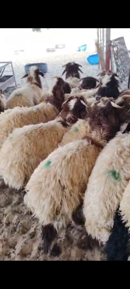 هرافي ذبائح طيبه سمان للبيع خرفان - 2