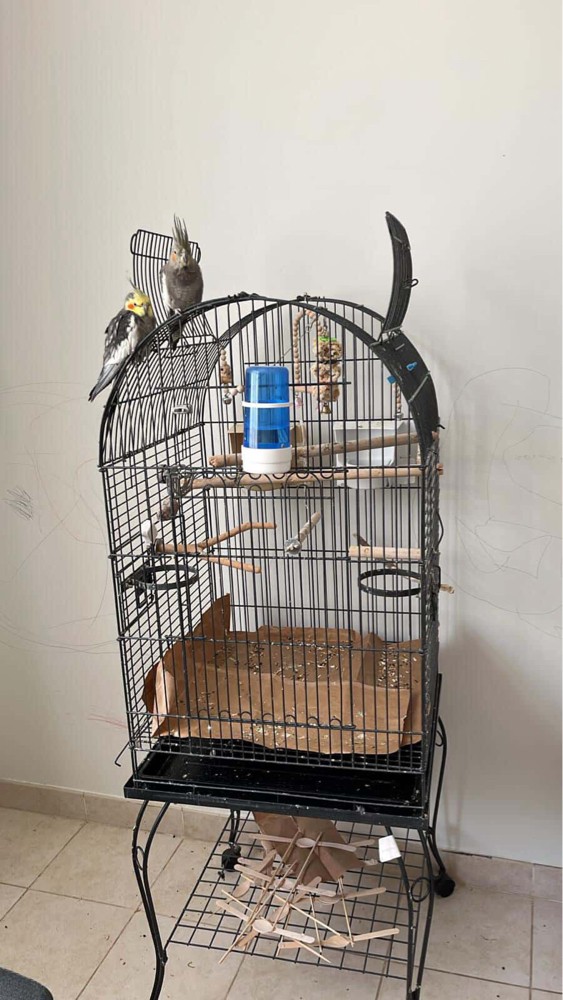 2 cockatiels with big cage - 1