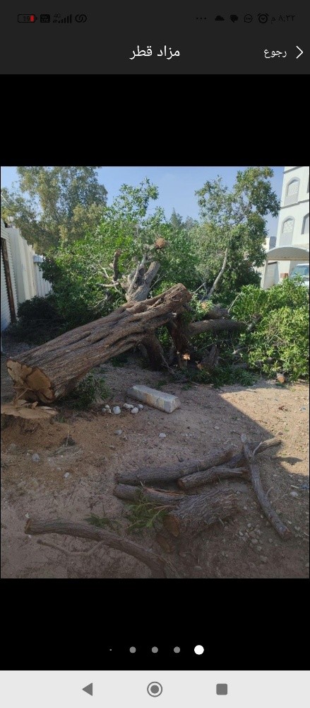 نقوم بعمل قطع الاشجار - 2