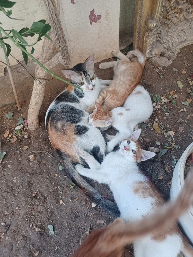 للتبني - 2