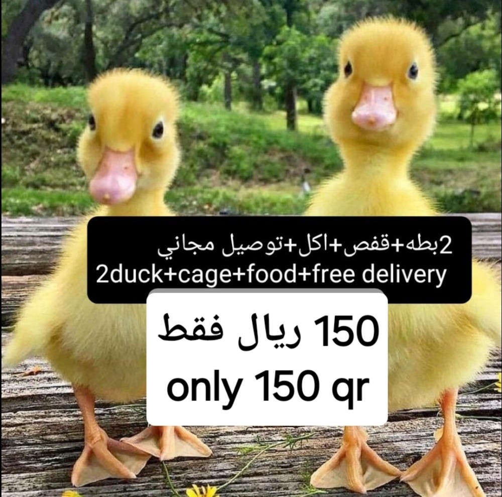 عرض 2 بطه +قفص +اكل +توصيل - 1
