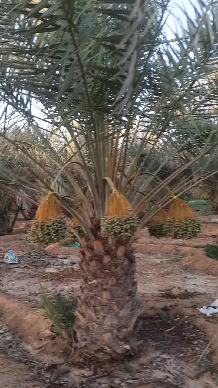 نخيل اخلاص - 1