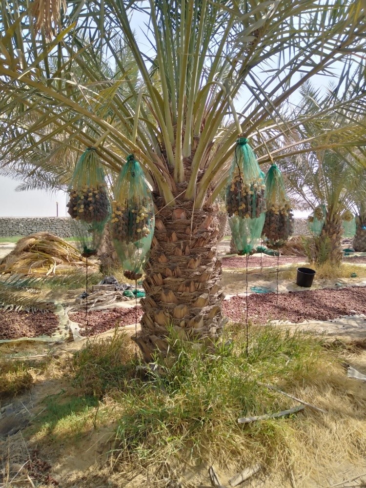 نخيل اخلاص - 3