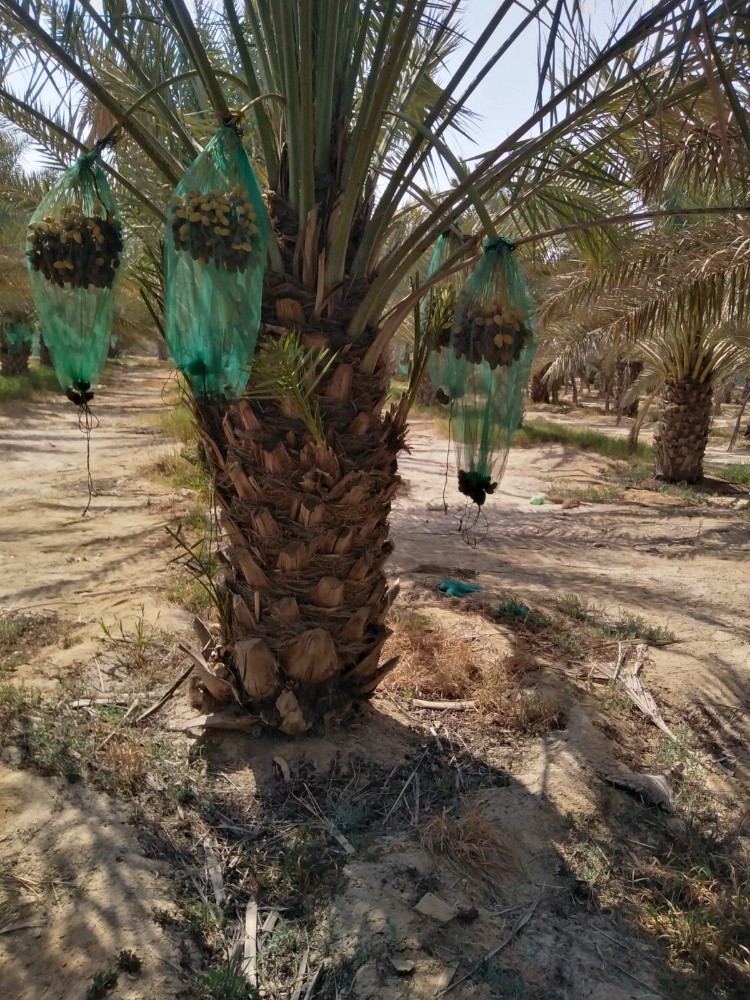 نخيل اخلاص - 2