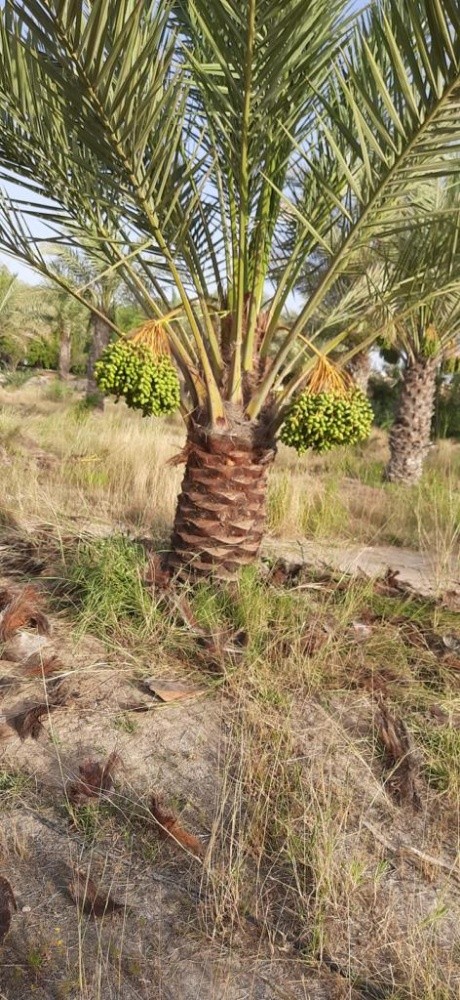 نخيل اخلاص - 5