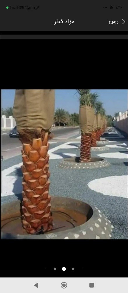 نخيل للبيع - 3