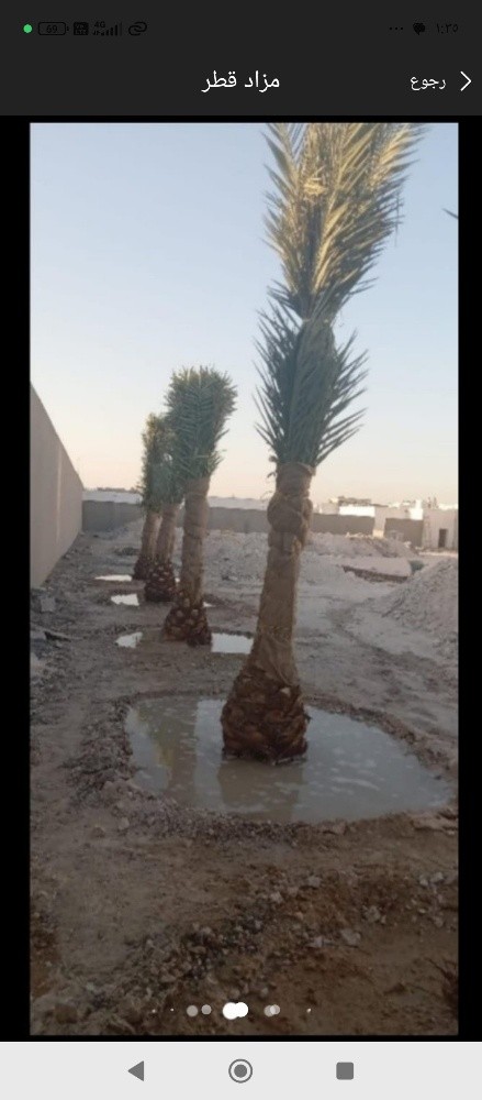 نخيل للبيع - 5