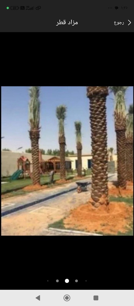 نخيل للبيع - 2