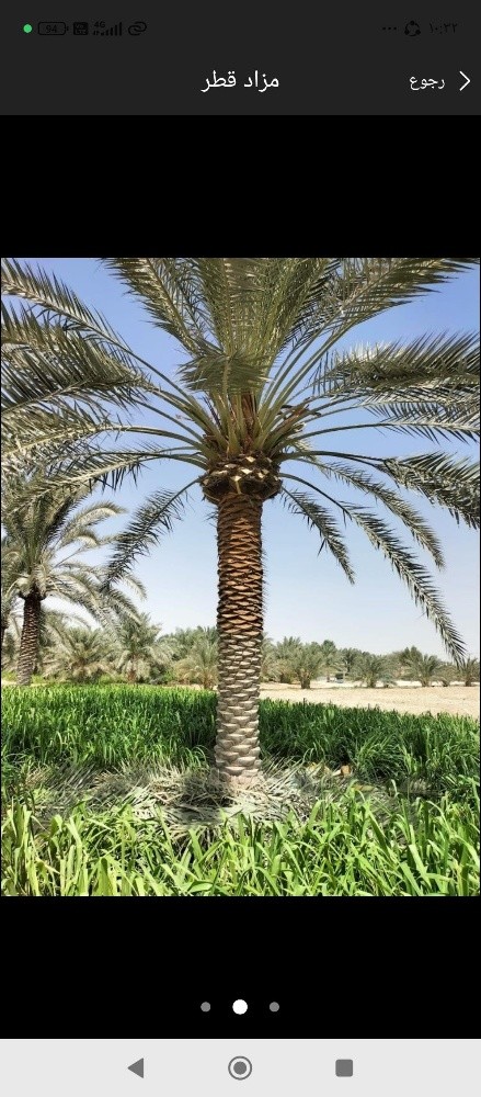 نخيل للبيع - 7