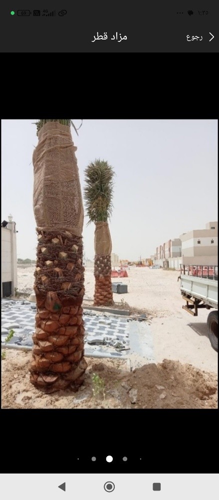 نخيل للبيع - 6