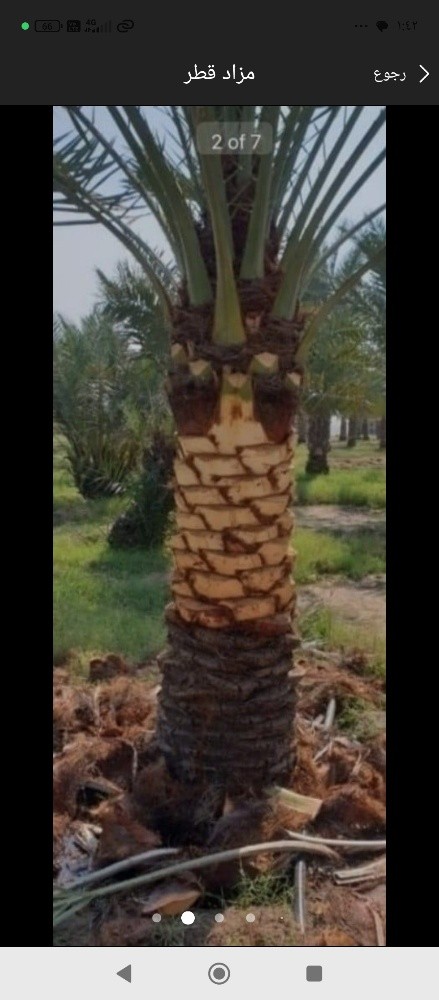 نخيل للبيع - 2