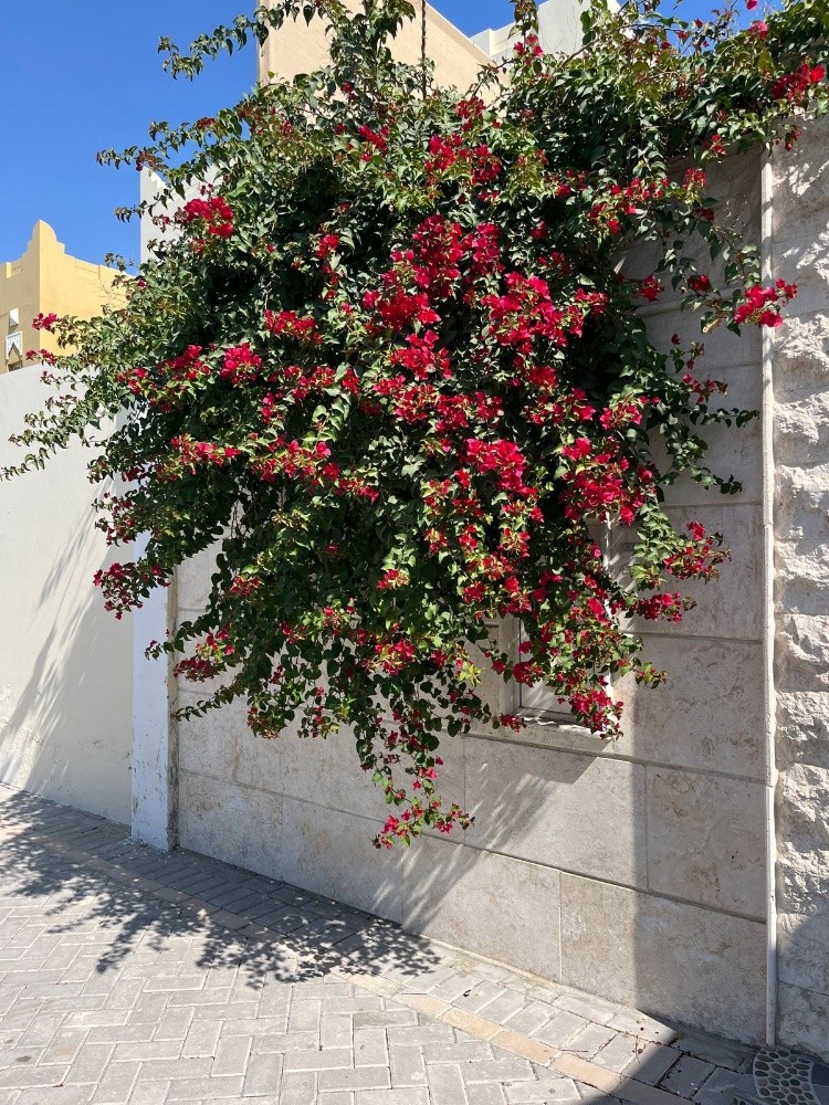 زراعه الحدائق - 5