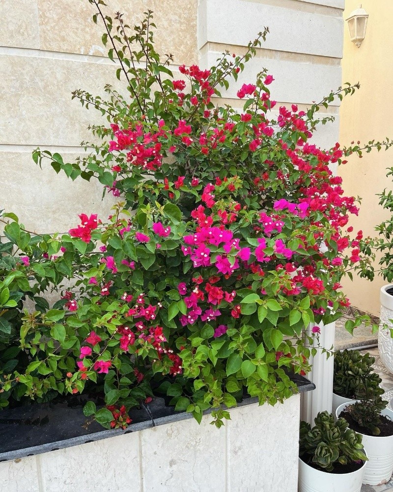 زراعه الحدائق - 1