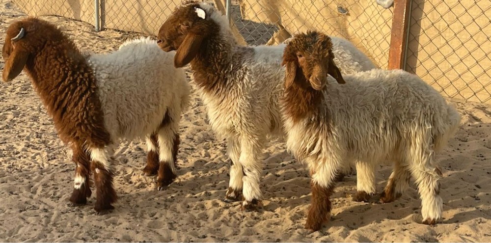 بيع وشراء جميع أنواع الأغنام - 1
