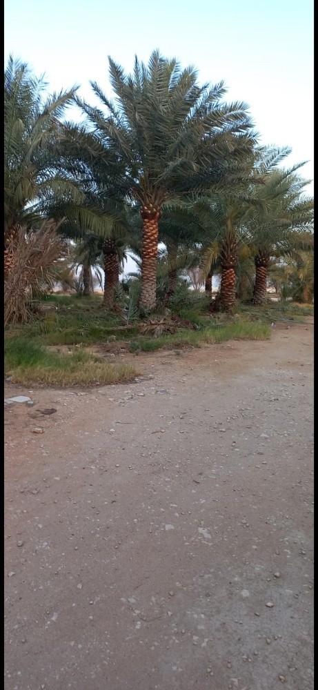 علی الکعبی - 1