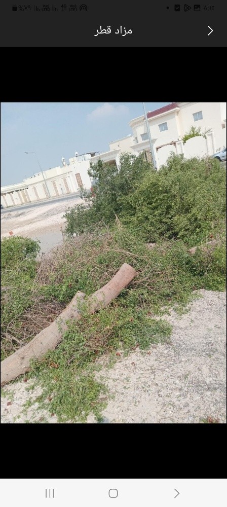 قطع الأشجار والنخيل بالمنشار - 1