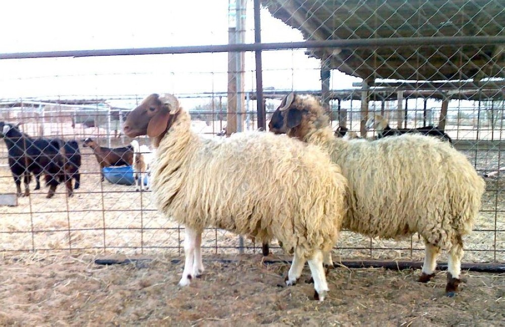 مزاد بيع ومشترا  - 1