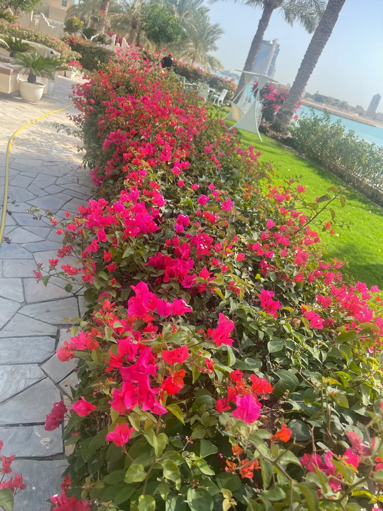 hussein. shams eldin - 29