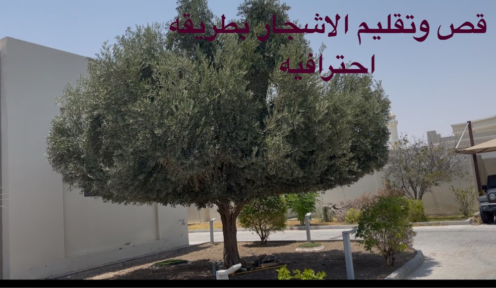 hussein. shams eldin - 27