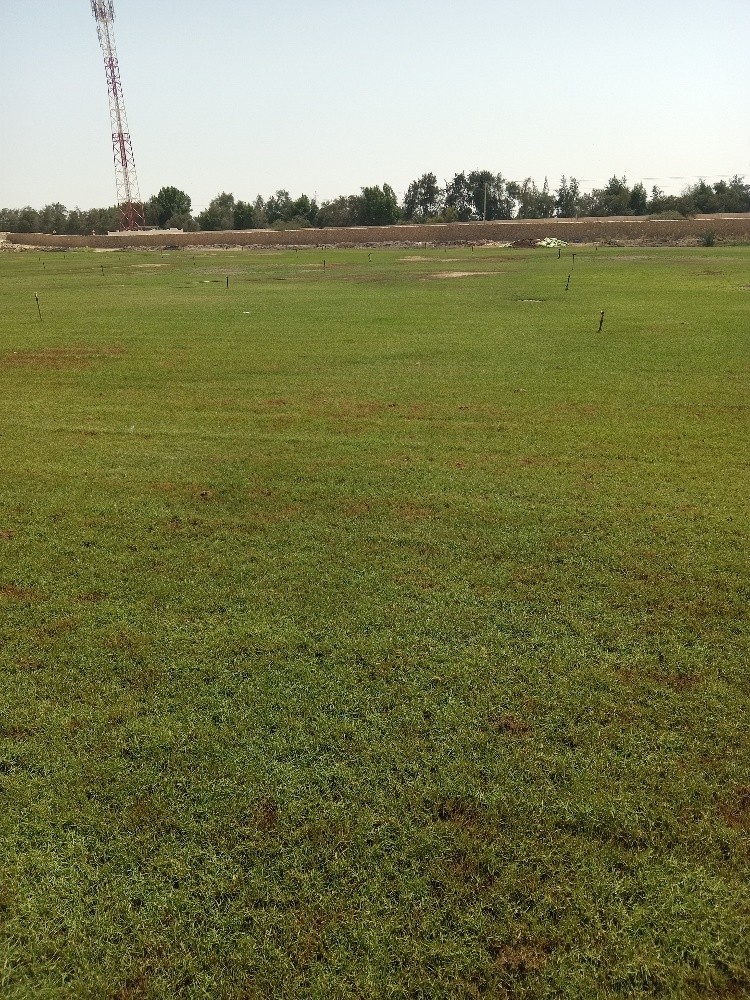 زراعة الحدائق بالعشب - 5