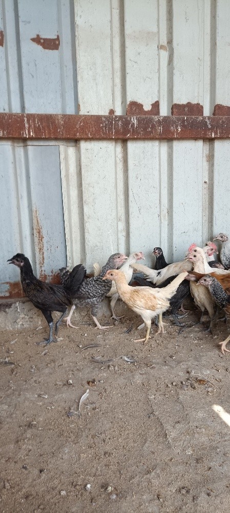 chicken - 2
