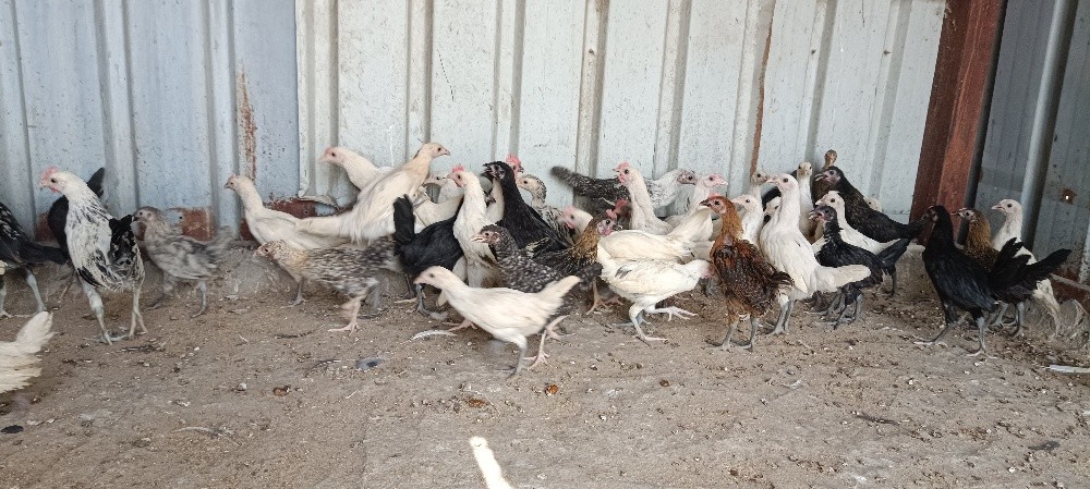 chicken - 4