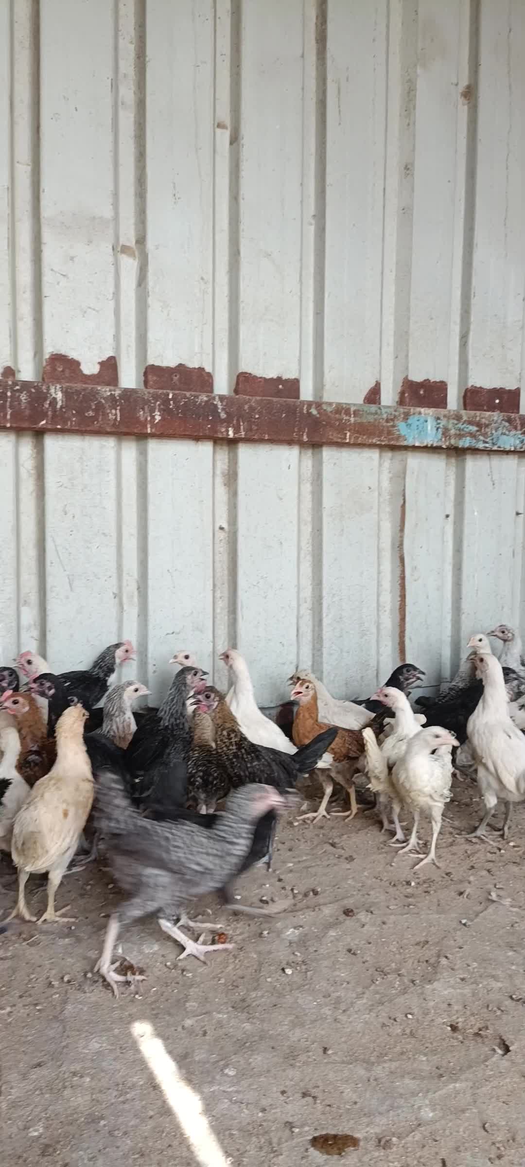 chicken - 5