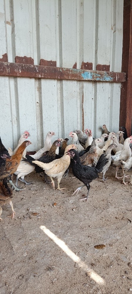 chicken - 1