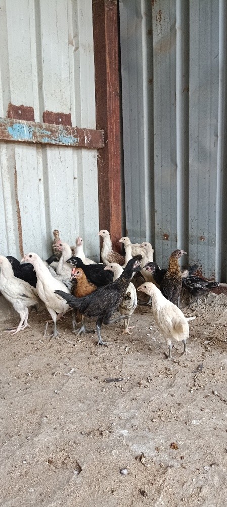 chicken - 3