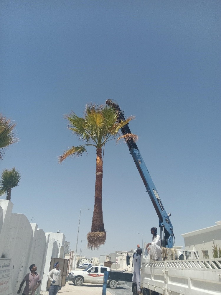 نخيل للبيع - 2