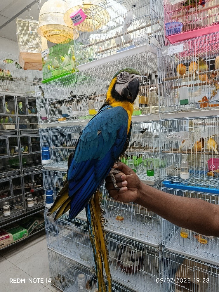 BLUE GOLD MACAW - 8