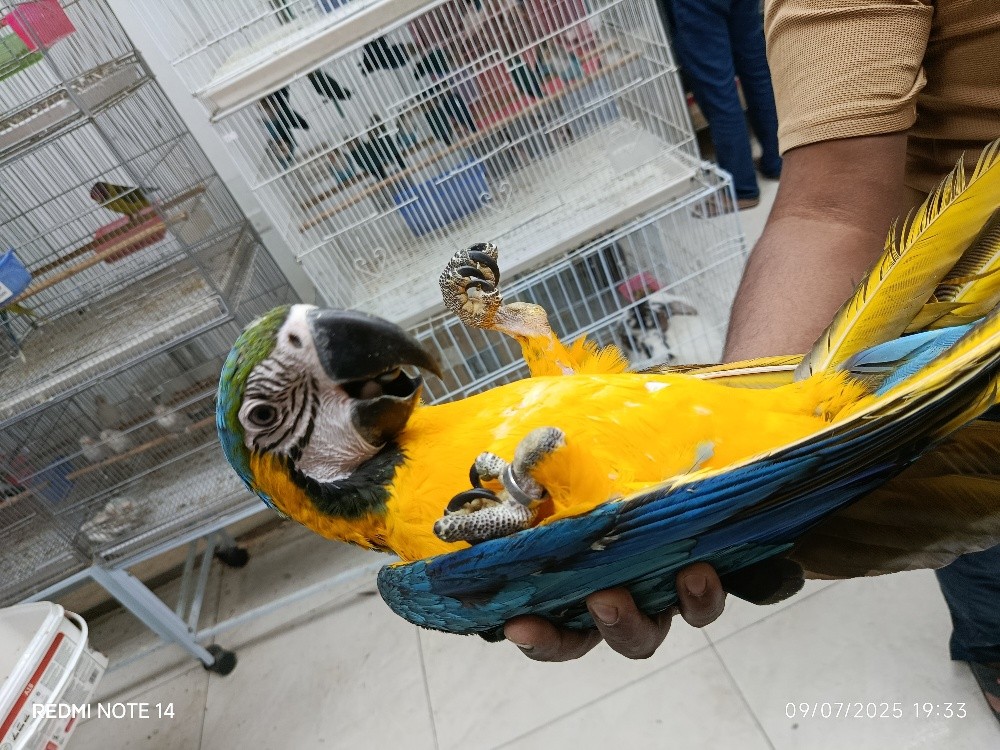 BLUE GOLD MACAW - 1