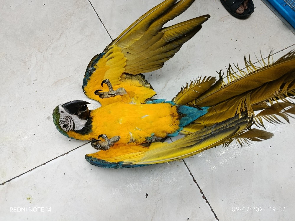 BLUE GOLD MACAW - 3